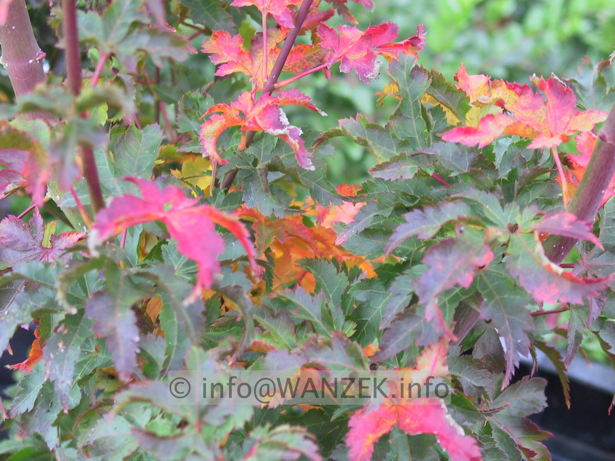 Acer palmatum Shishigashira - Herbst.JPG